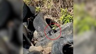 Abandoned Pup Discovered In Texas Sand Pit After Truck Drivers Notice Her