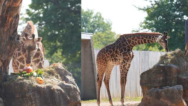 Nyasi turns 1-year-old: Louisville Zoo celebrates giraffe calf's first birthday
