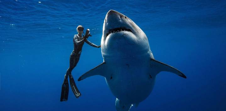La vida al natural: entre tiburones, herbarios y reaccionarios