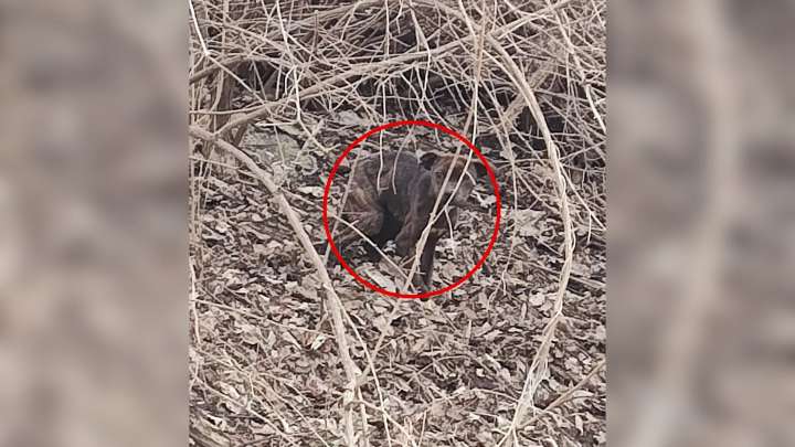 Man Driving Through Indiana Shocked To Realize A Furry Creature Was Hiding In The Woods