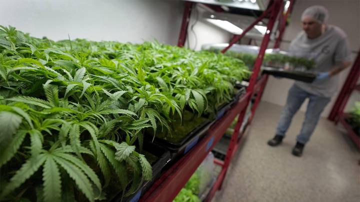 What to Know About Trump's Potential Change in Federal Marijuana Policy