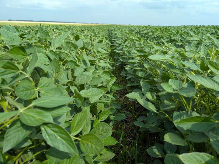 Crops looking good but are thirsty for rain
