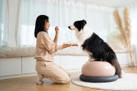 Pup-Graded Training Tools for a Well-Behaved Best Friend