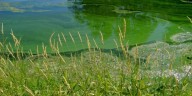 Health Alert issued for Bluestem Lake