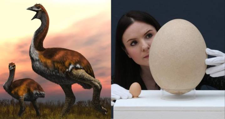 Elephant Bird: The Largest Bird To Ever Live