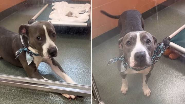 Florida Shelter Dog Watches Puppies Chosen First While She Waits For Her Chance