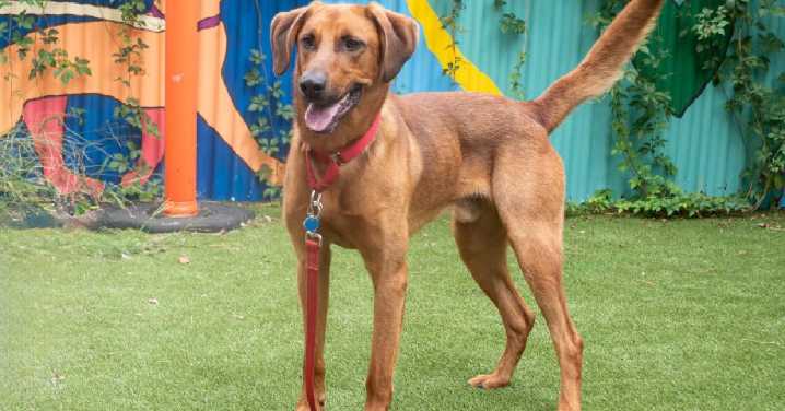 Alexandria's Pawfect Match of the Week: Meet Rocco!