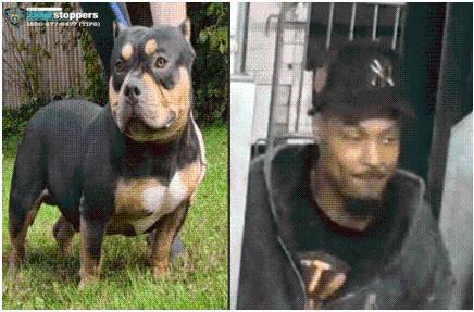 Norwood: Man Sought for Allegedly Stealing Dog from Sleeping Owner on Subway
