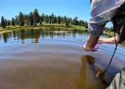 Hundreds of endangered frogs released into wild