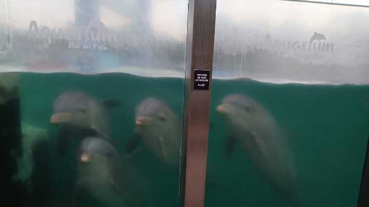El comunicado oficial de Aquarium Mar del Plata sobre el estado de los delfines: qué dijeron