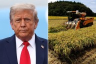 Trump demand for Japan to buy more US rice snagged trade talks, Nikkei says