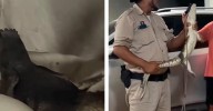 Video: Cocodrilo entró a casa en México y le quitó la cama a la mascota; ¿qué pasó?