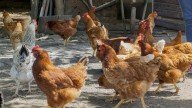 Detectaron un caso de gripe aviar en Arrecifes, en traspatio