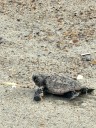 Hurricane Erin destroys sea turtle nests along North Carolina beach