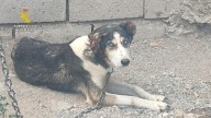 Dos investigados por maltrato animal a 17 perros y diez équidos en una finca de Granada