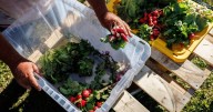 Trump White House cuts healthy food grant, hitting tribal communities in Montana
