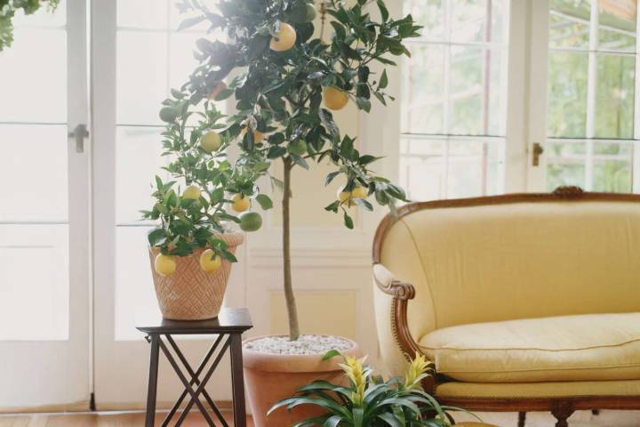 Can You Really Grow Fruit Trees Indoors? Here’s What Horticulturists Say