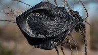 No es por decoración: para qué se atan bolsas negras en los árboles frutales