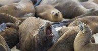 Outbreak of kidney disease is killing sea lions in California. Here's why humans should be concerned