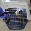 The Peanut effect: How one dead squirrel upended New York wildlife enforcement