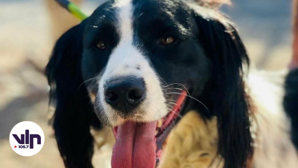 Centro veterinario municipal de Curicó invita a jornada de adopción