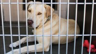 These Pets at OC Animal Care Are Looking for a Home This Summer