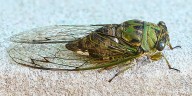 Does South Dakota have a comparatively large population of cicadas?