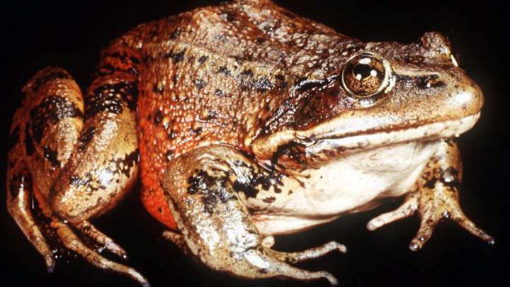 How AI is helping a San Diego scientist repopulate a native frog