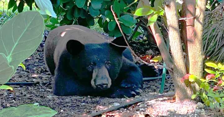‘Flying blind’: Pro-bear nonprofit sues FWC to halt December hunt