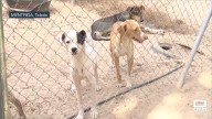 El verano pasado se abandonaron 100.000 mascotas