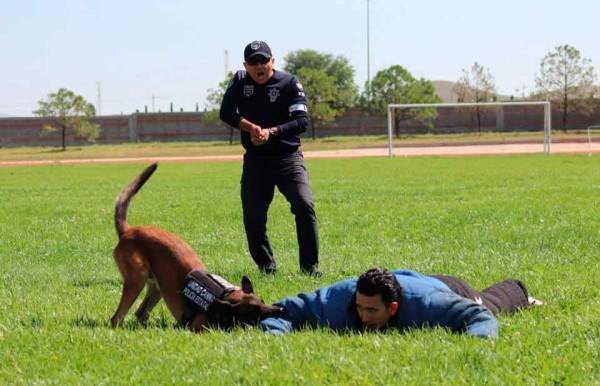 Concluye la 1ª Competencia Estatal de Perros de Servicio Policial