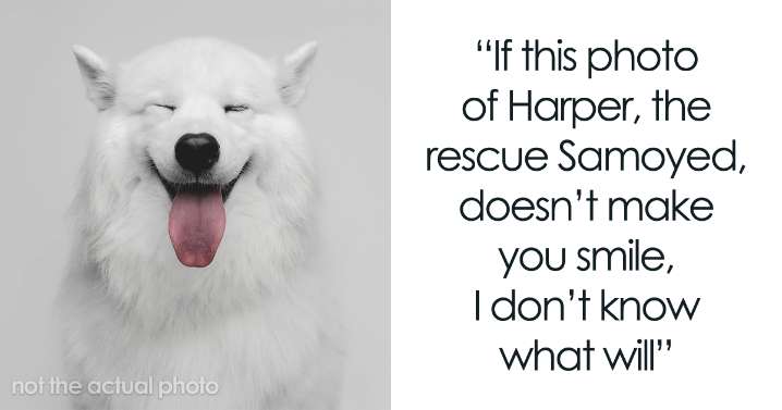 46 Funny And Sweet Dog Photos That Show Why Greg Murray Is The King Of Pet Portraits