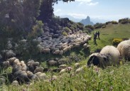 Ayuda económica para los últimos pastores trashumantes de Gran Canaria