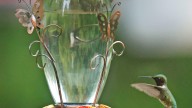 When do hummingbirds leave SC? What SC birders should know in August