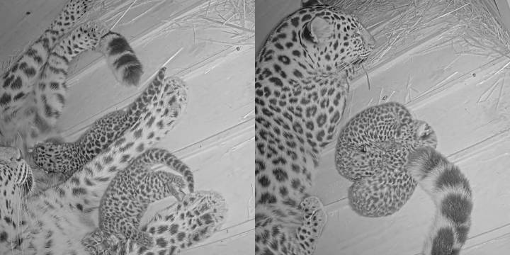 ‘Victory for the future’: Saint Louis Zoo celebrates birth of endangered Amur leopard cubs