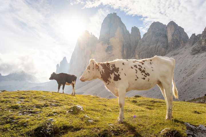Italian Farmers Are Charging Tourists to Walk TikTok