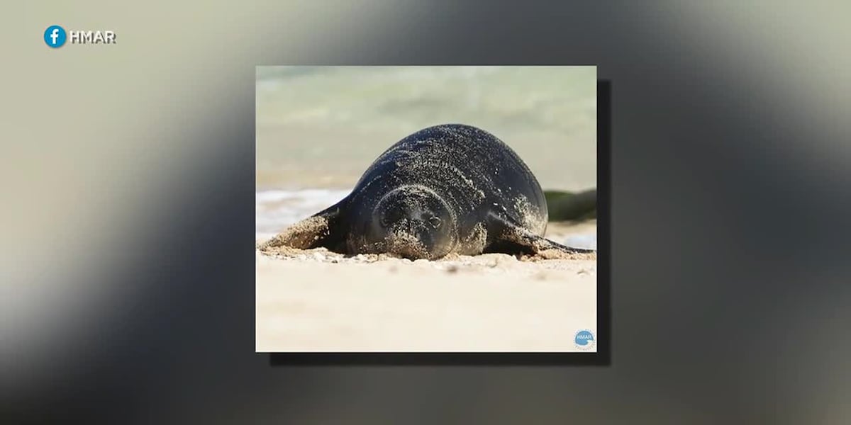 Monk seal pup given official Hawaiian name