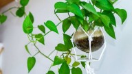 3 plantas colgantes que son hermosas para decorar el interior de tu casa y muy resistentes