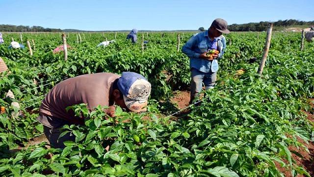 Sector agrícola reporta incremento estable anual de 5 %