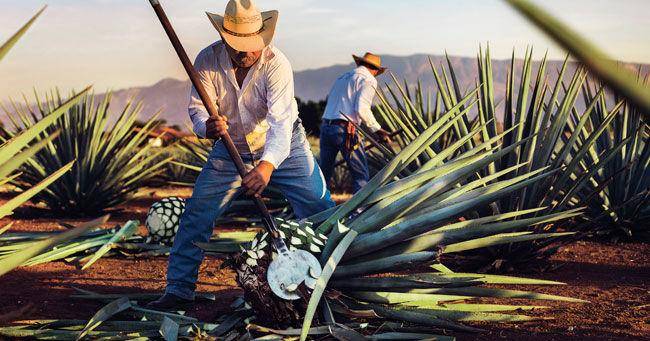 Talking Tequila: Understanding how 100% agave blanco tequilas are made