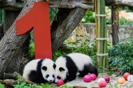 Berlin’s newest panda twins, Leni and Lotti, celebrate their 1st birthday