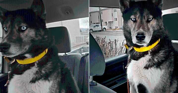 Husky Realizes He’s at the Groomer, Not Day Care, His Facial Reaction Says It All