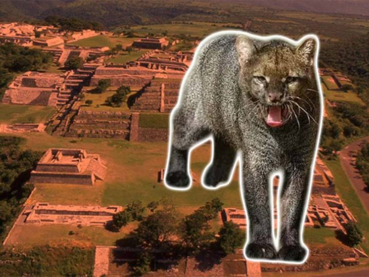 VIDEO: Especie en peligro de extinción es captada en video por primera vez en Morelos