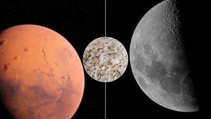 Científico explica razón por la que envió semilla de melón de su país al espacio en ambicioso proyecto de la NASA sobre Marte y la Luna