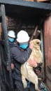 Patrulla Canina rescata a 18 perros en incendio del casco histórico de La Serena