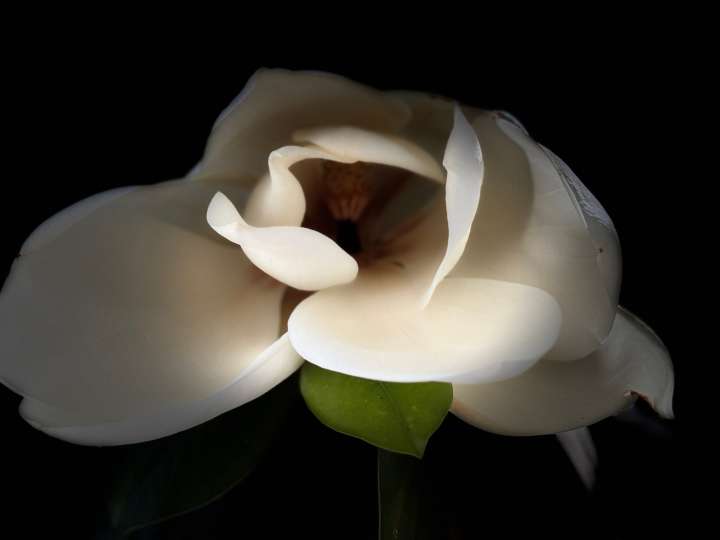 Magic Magnolias