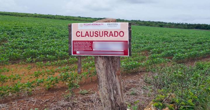 Clausura Profepa 147 hectáreas de selva devastadas por menonitas en Yucatán