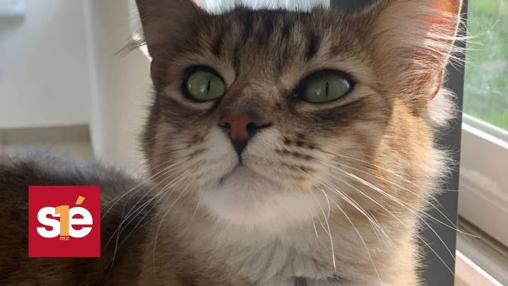 Kita, Chole y Gordo esperan un hogar: Toluca impulsa adopciones felinas en el CCyBA