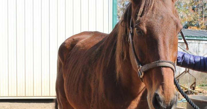 Horses seized from Greene farm will not be returned