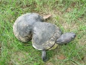 SEE IT: How peanut-shaped turtle got its unusual figure